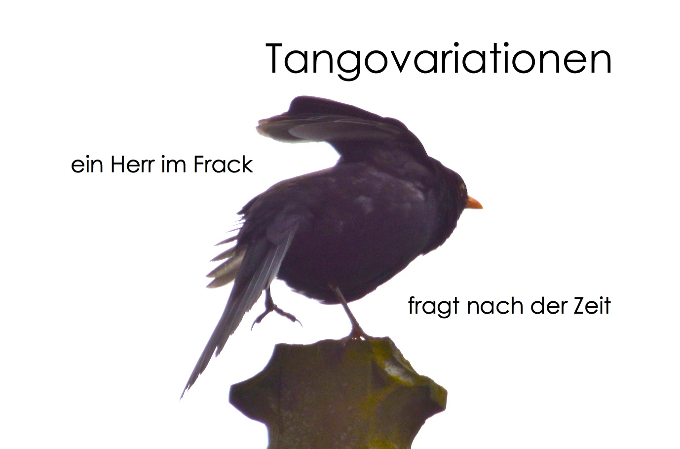 Tangovariationen