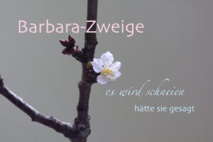 Barbara-Zweige