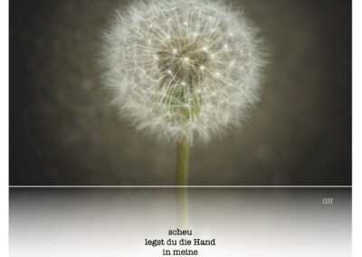scheu